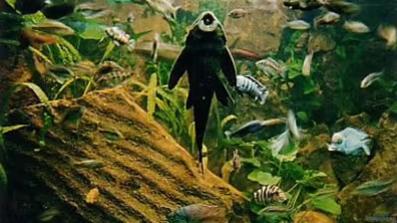 Aquarium Becken 88 von Martin Fabick (2)