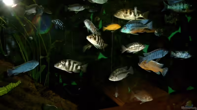 Aquarium Becken 88 von Martin Fabick (4)