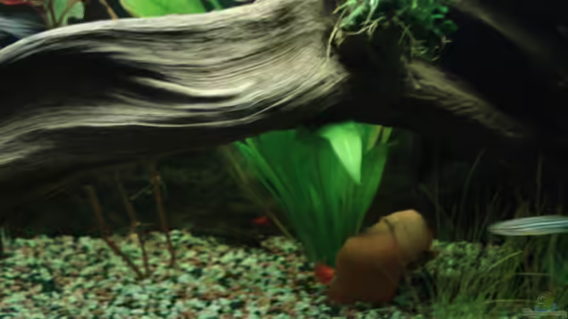 Aquarium Becken 8808 von David (2)