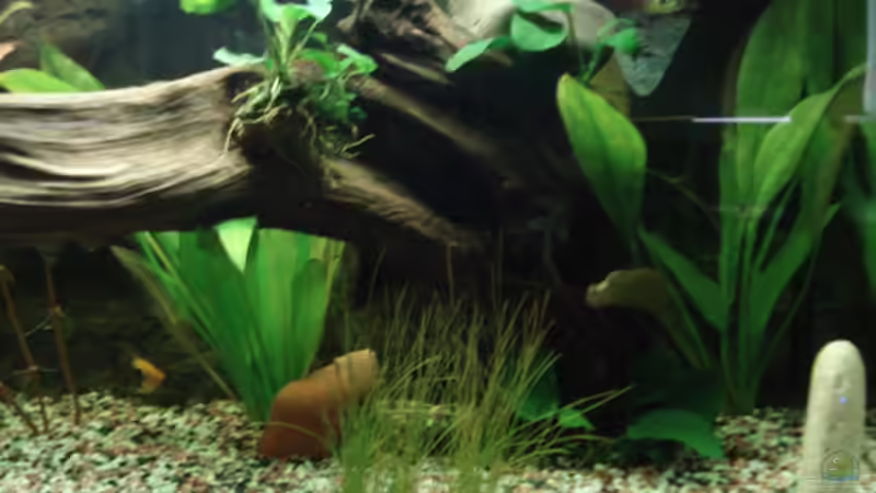 Aquarium Becken 8808 von David (3)