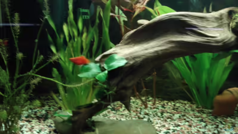 Aquarium Becken 8808 von David (4)