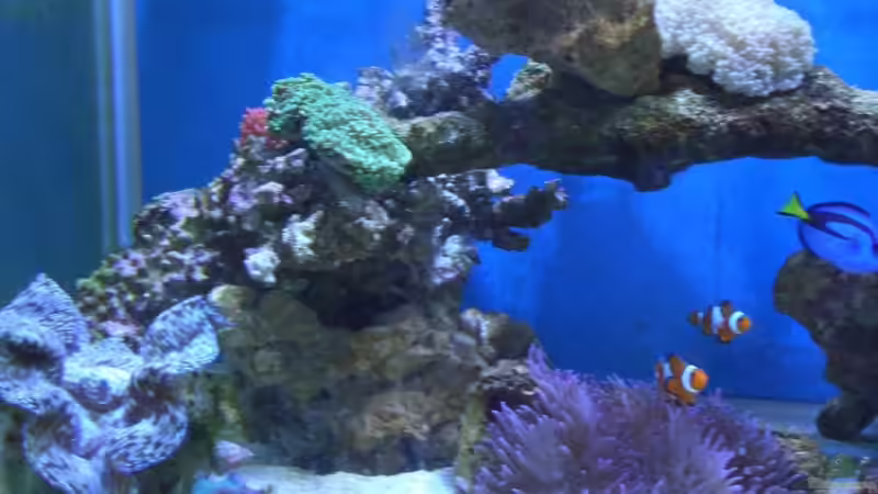 Aquarium Becken 8816 von Rainer Stilcke (2)