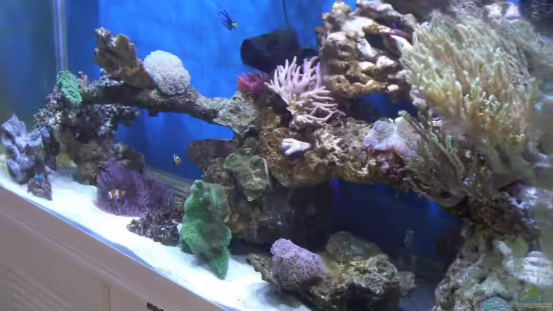 Aquarium Becken 8816 von Rainer Stilcke (4)