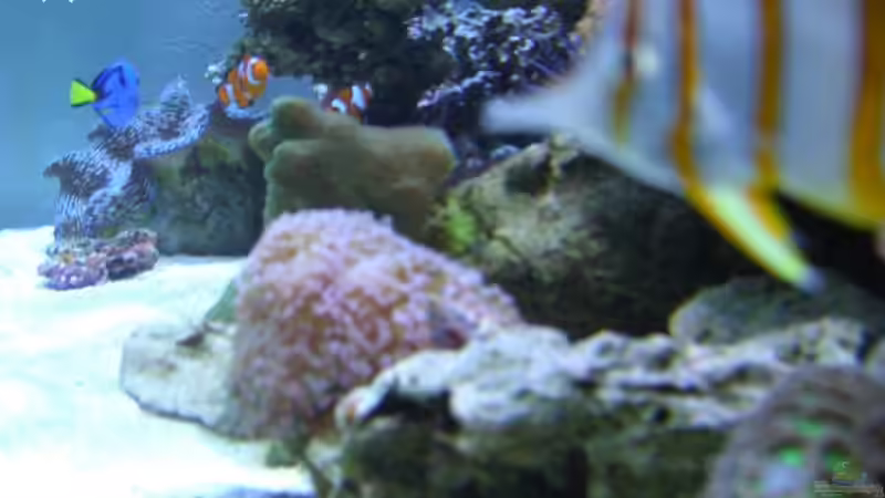 Aquarium Becken 8816 von Rainer Stilcke (7)