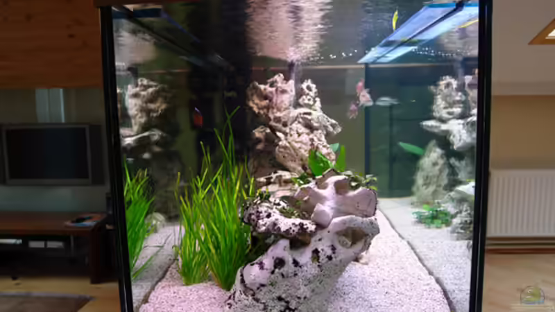 Aquarium Becken 885 von Jürgen Stradner (3)