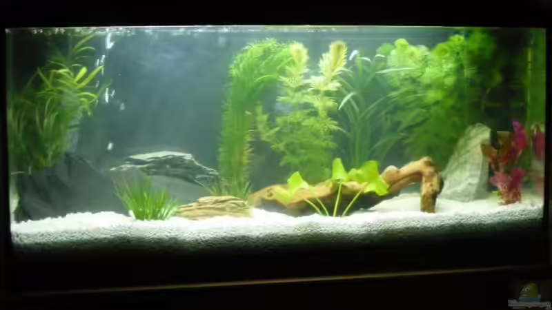 Aquarium Becken 8857 von Markus Schuch (2)