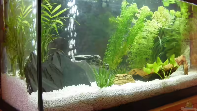 Aquarium Becken 8857 von Markus Schuch (3)