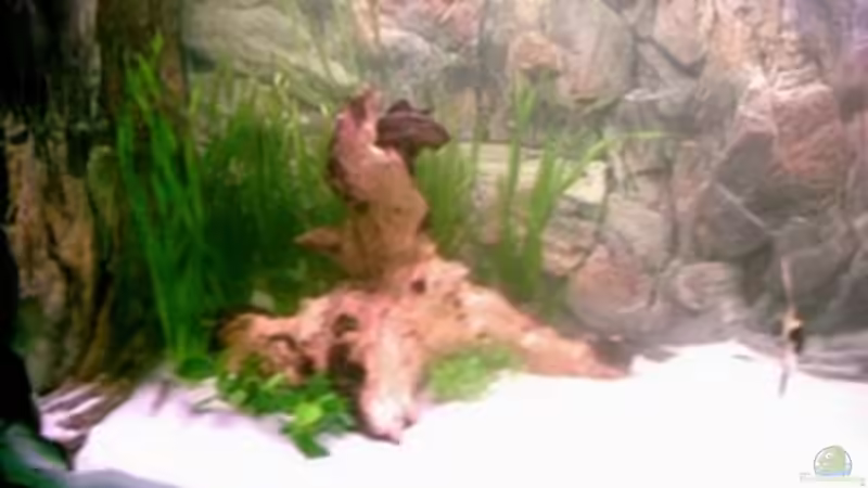 Aquarium Becken 886 von Michael Graf (2)