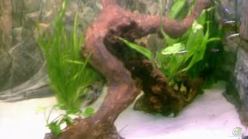 Aquarium Becken 886 von Michael Graf (3)