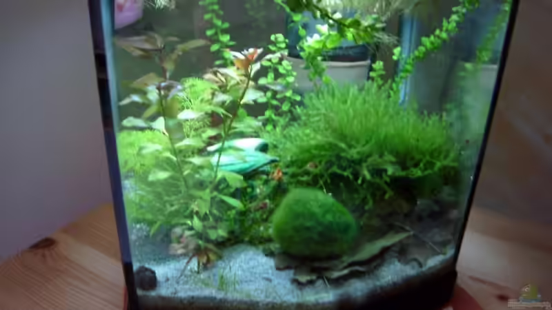 Aquarium Becken 8874 von Dennis Schuster (2)