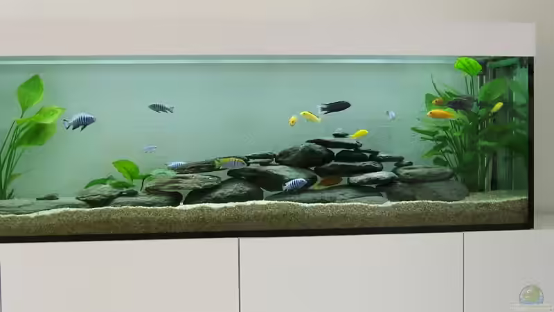 Aquarium Becken 8877 von Hanspeter Widmer (2)