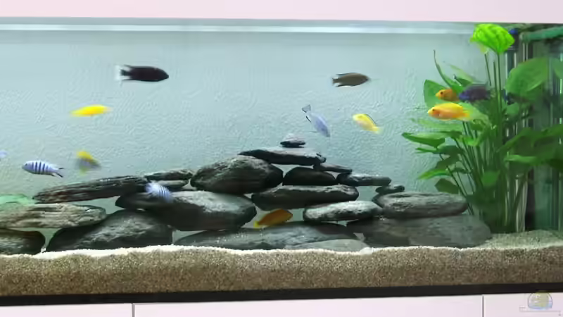 Aquarium Becken 8877 von Hanspeter Widmer (3)