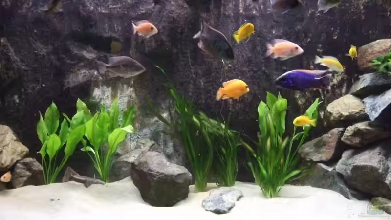 Aquarium Becken 8879 von Christian Z. (5)