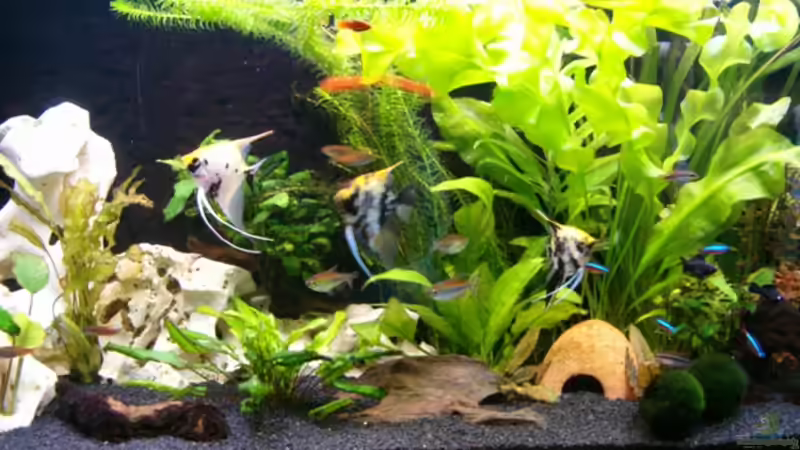 Aquarium Becken 8880 von Nadine Wilmer (4)