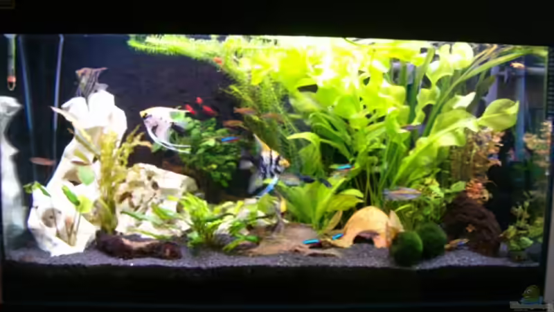 Aquarium Becken 8880 von Nadine Wilmer (6)