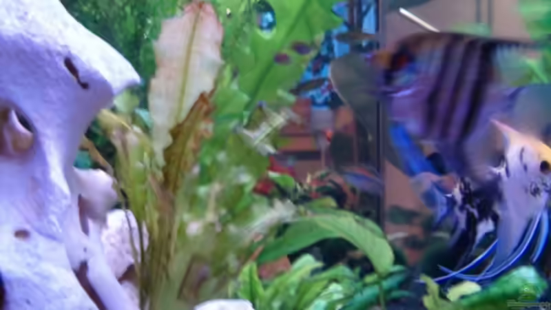 Aquarium Becken 8880 von Nadine Wilmer (7)