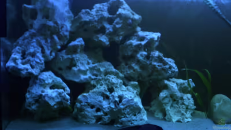 Aquarium Becken 8893 von Maik Böhme (2)