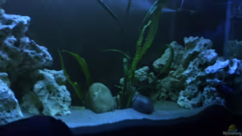 Aquarium Becken 8893 von Maik Böhme (4)