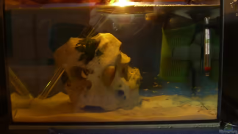 Aquarium Becken 8897 von Pascal Lehmann (2)