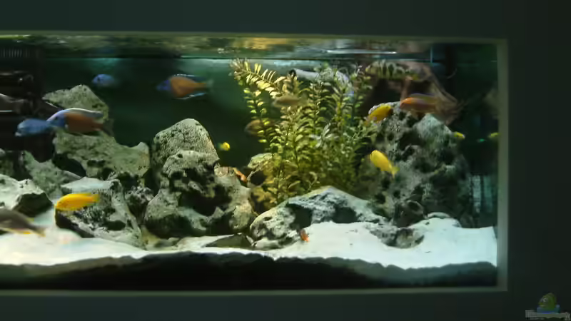 Aquarium Becken 89 von Marcos Arias (6)