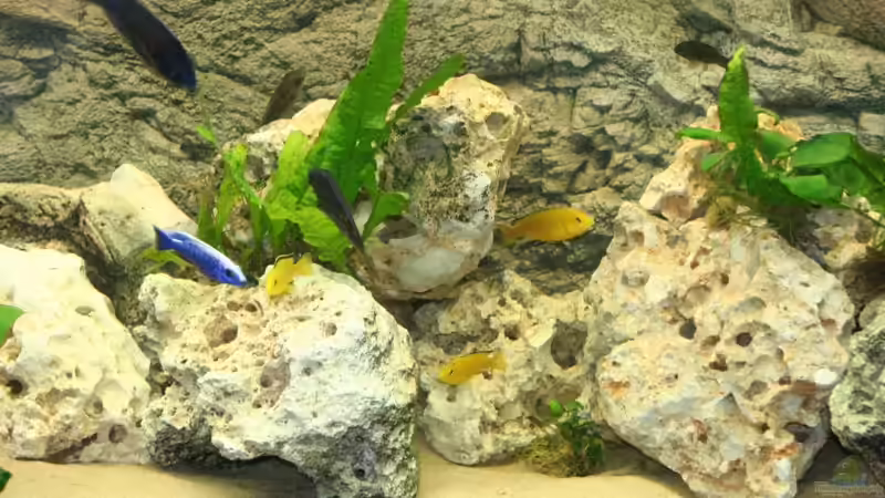 Aquarium Becken 892 von Rolf Drechsler (2)