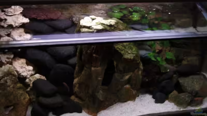 Aquarium Becken 8920 von Aquawater (2)