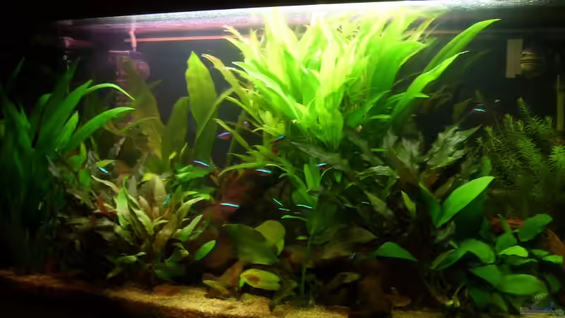 Aquarium Becken 8926 von Andre Kussin (2)