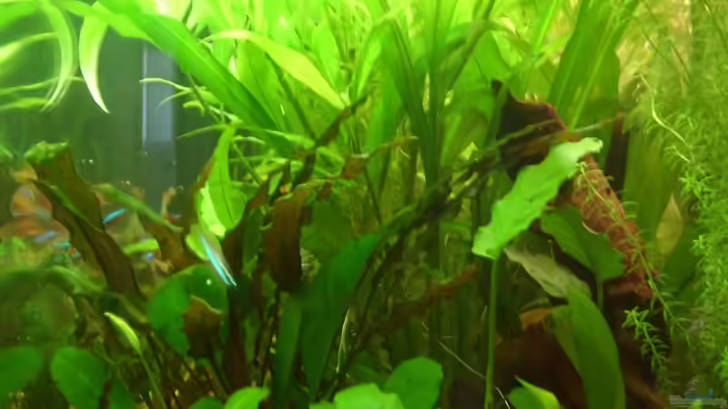 Aquarium Becken 8926 von Andre Kussin (3)