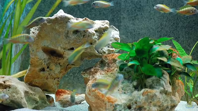 Aquarium Becken 893 von Rainer Hoffmann (5)