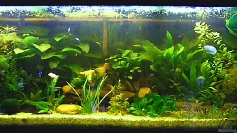 Aquarium Becken 8932 von Shaggy90 (2)