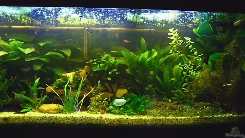 Aquarium Becken 8932 von Shaggy90 (3)