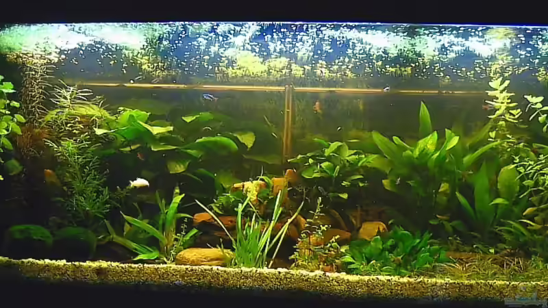 Aquarium Becken 8932 von Shaggy90 (4)