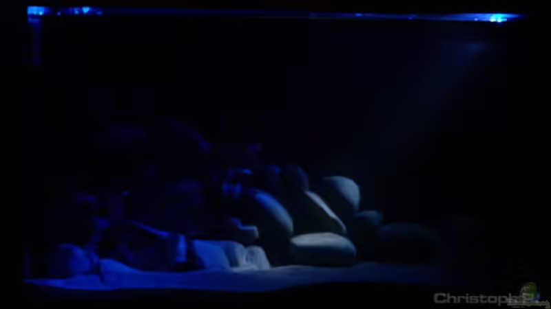 Aquarium Becken 8939 von gruengold (3)