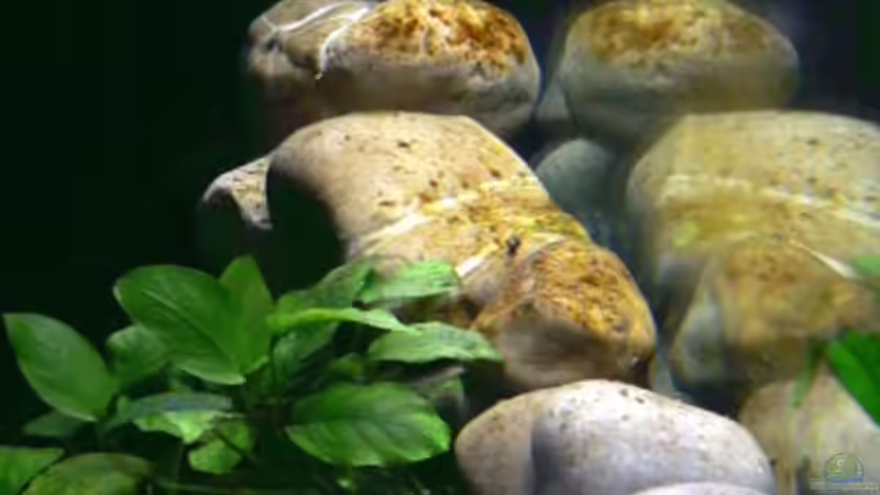 Aquarium Becken 8939 von gruengold (4)