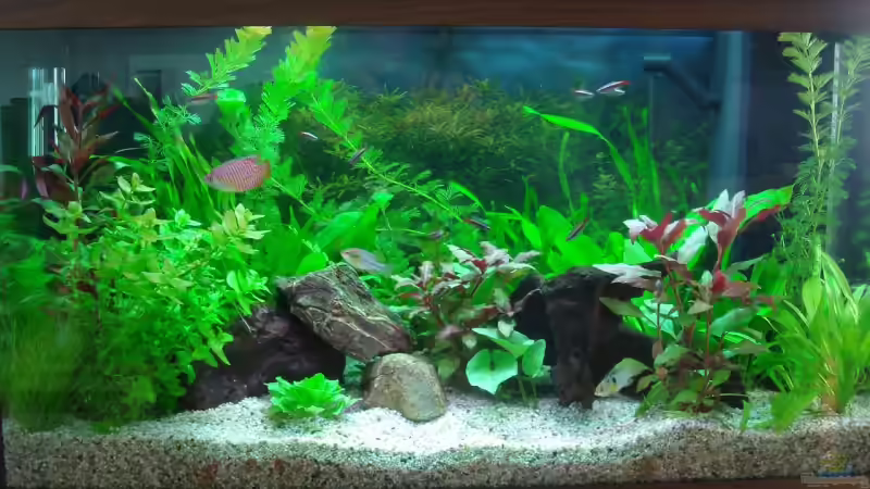 Aquarium Becken 8941 von Thomas Weyhofen (2)