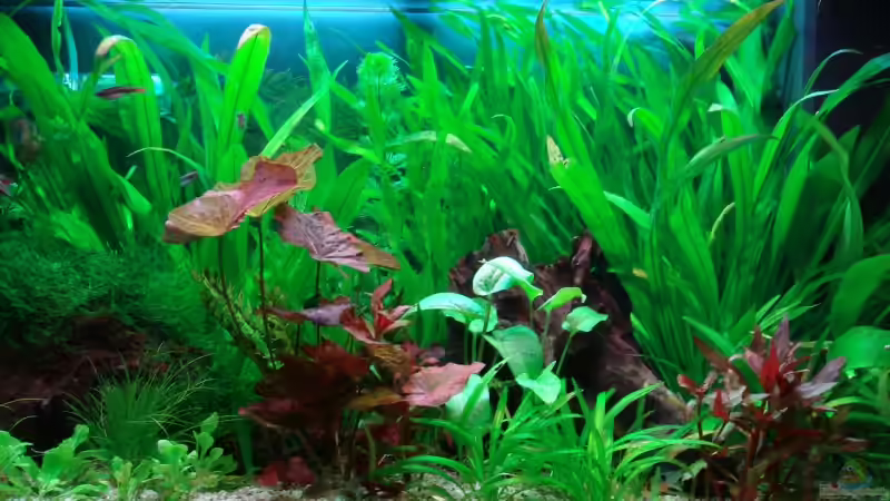 Aquarium Becken 8941 von Thomas Weyhofen (4)