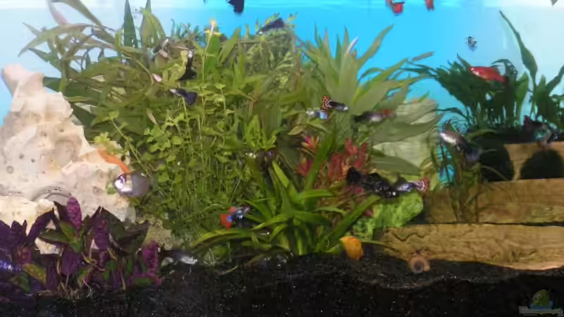 Aquarium Becken 8946 von Meik Fahrenbach (2)