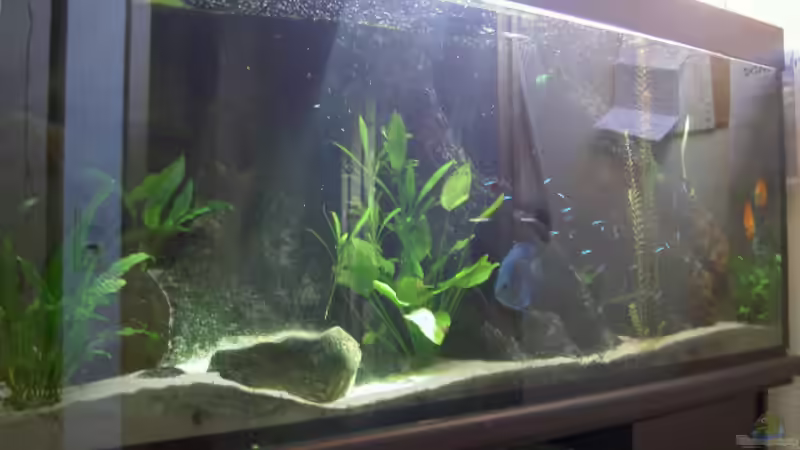 Aquarium Becken 895 von Michael Eberhardt (3)