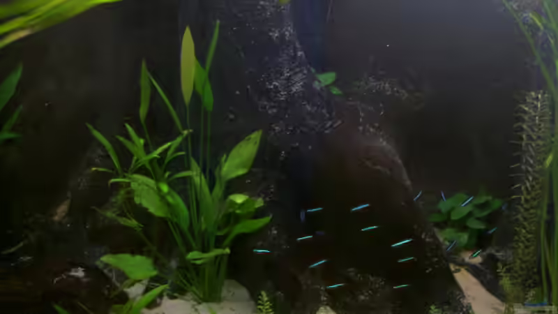 Aquarium Becken 895 von Michael Eberhardt (4)