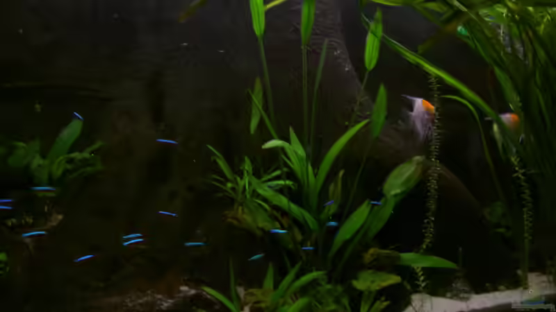 Aquarium Becken 895 von Michael Eberhardt (5)