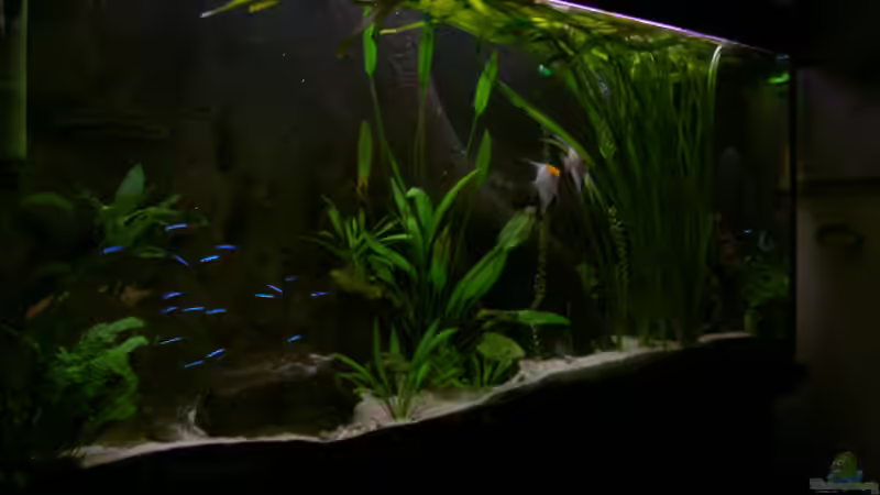 Aquarium Becken 895 von Michael Eberhardt (6)