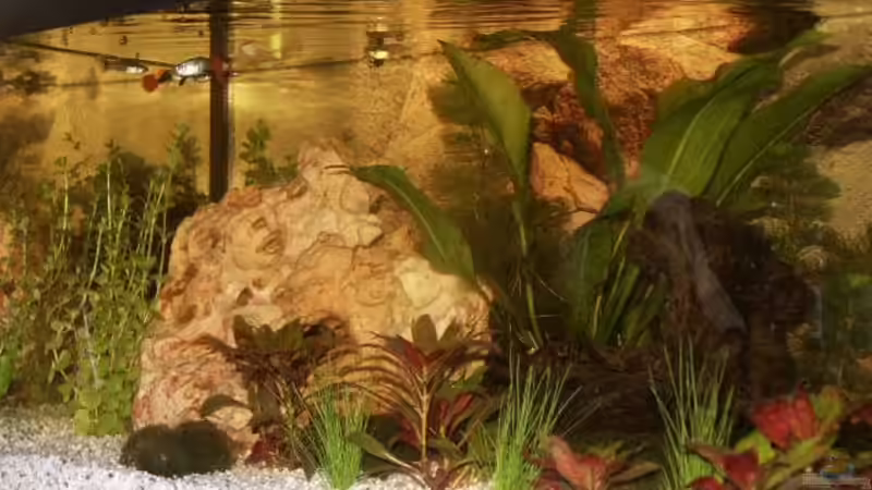 Aquarium Becken 8995 von Sascha Dannenberg (2)