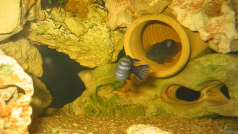 Aquarium Becken 9 von Sylvio (2)