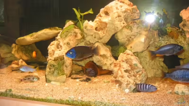 Aquarium Becken 9 von Sylvio (3)