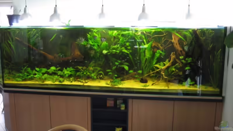 Aquarium Becken 9025 von Gerrit Buck (13)