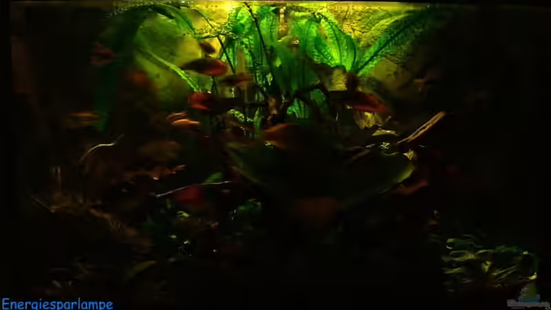 Aquarium Becken 9033 von aquamauy (2)