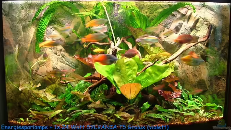 Aquarium Becken 9033 von aquamauy (4)