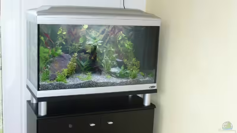 Aquarium Becken 9042 von Nelly Lüscher (2)