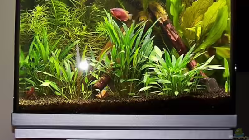 Aquarium Becken 906 von Wolfgang Fischer (2)