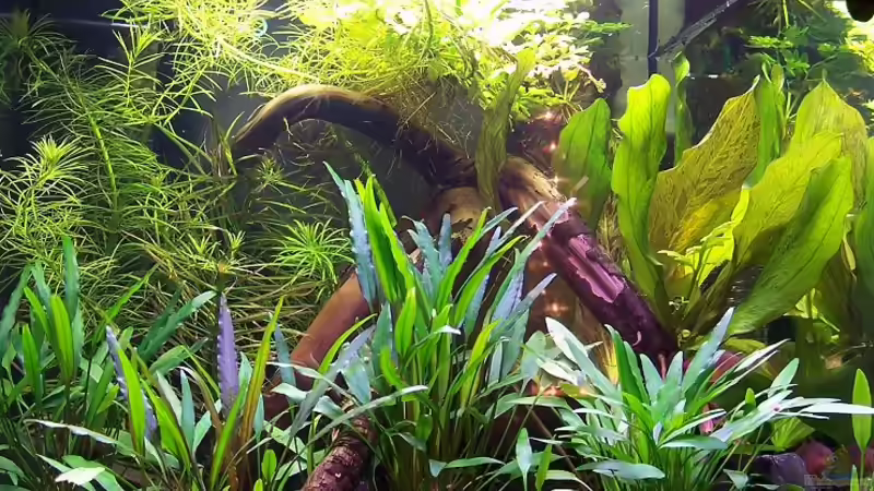 Aquarium Becken 906 von Wolfgang Fischer (3)